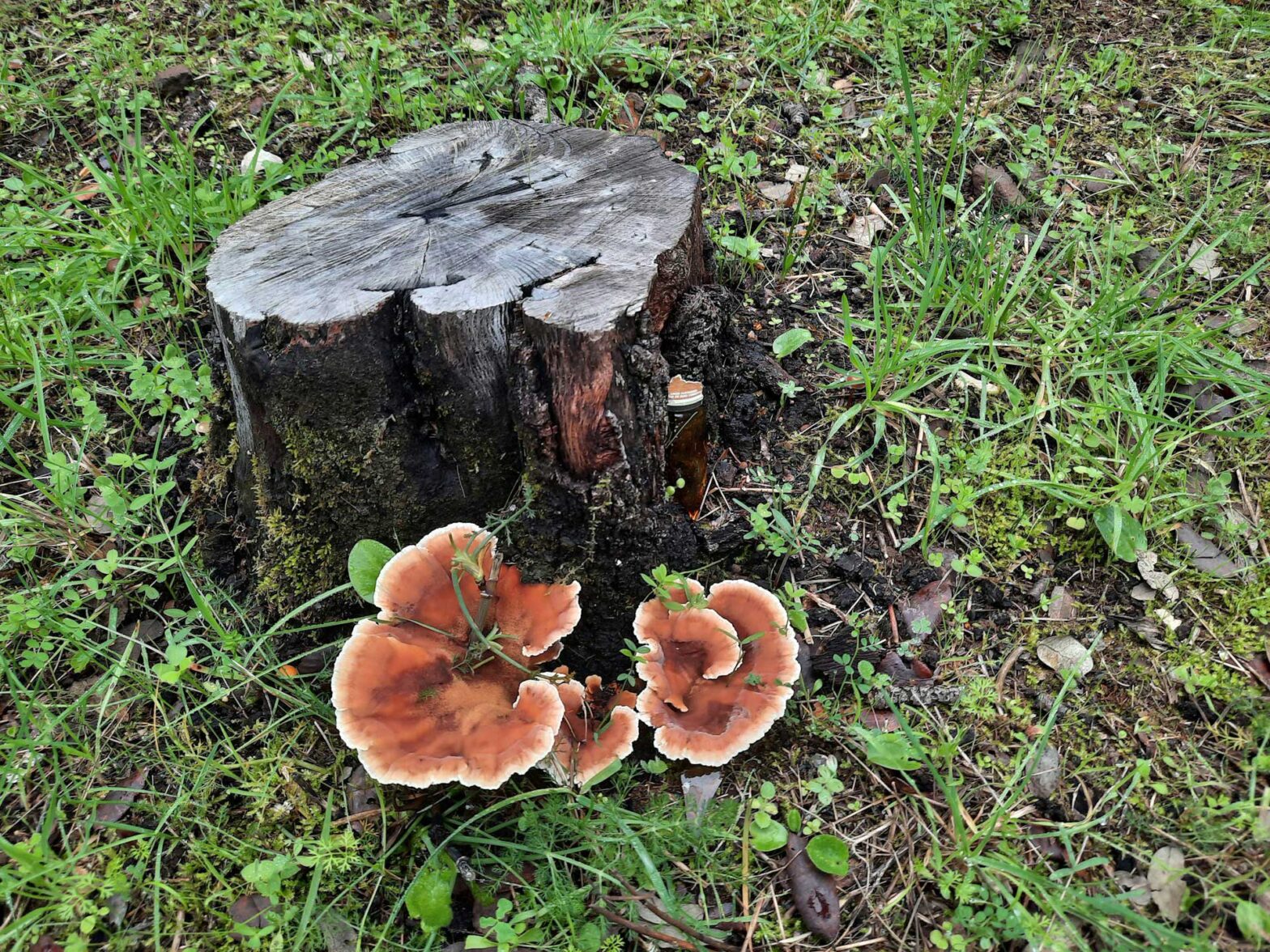 Tree stump